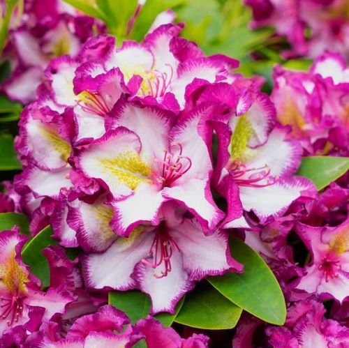 Rhododendron Pushy Purple la ghiveci. Soi nou. Preț bun ❤️ FloraPris