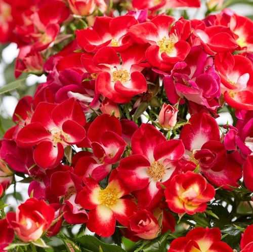 Trandafir floribunda Everglow Ruby de vanzare la ghiveci 6l ❤️ FloraPris
