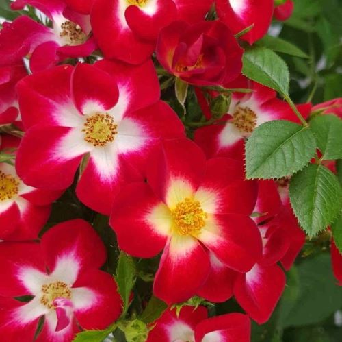 Trandafir floribunda Everglow Ruby la ghiveci 6l, preț bun ❤️ FloraPris