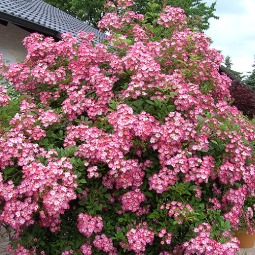 Trandafir floribunda Mozart Shrubs Pink la ghiveci 6l. Pret bun ❤️ FloraPris