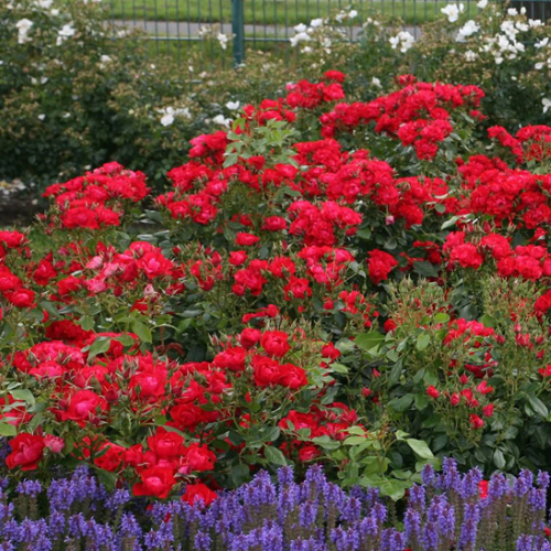 Trandafir pitic Black Forest de vanzare la ghiveci 6l. Floribund ❤️ FloraPris