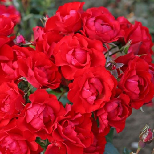 Trandafir pitic Black Forest la ghiveci 6l. Floribund ❤️ FloraPris