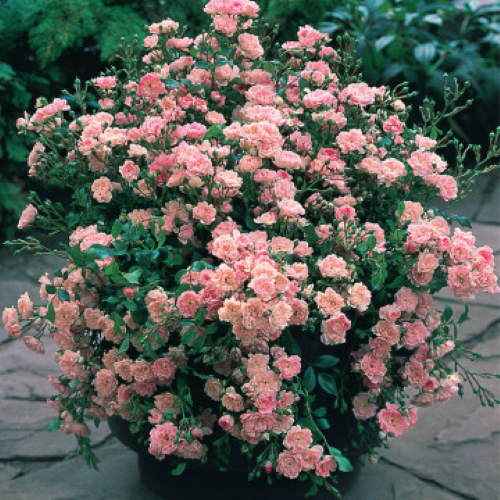 Trandafir pitic The Fairy la ghiveci 6l. Floribund ❤️ FloraPris