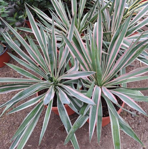 Yucca Silver Variegata în ghiveci de 7,5l