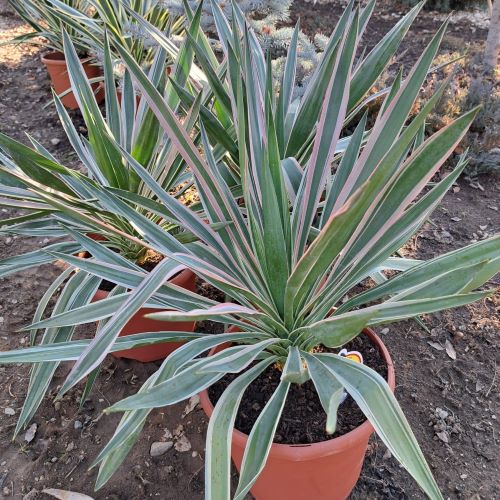 Yucca Silver Variegata de vânzare ❤️ FloraPris