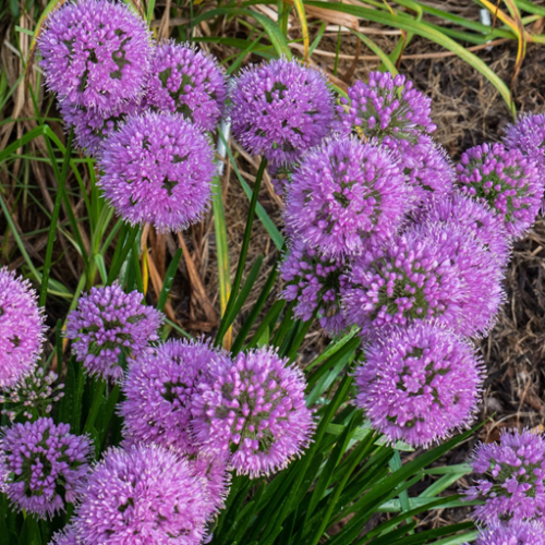 Allium Millenium de vânzare la ghiveci ❤️ FloraPris