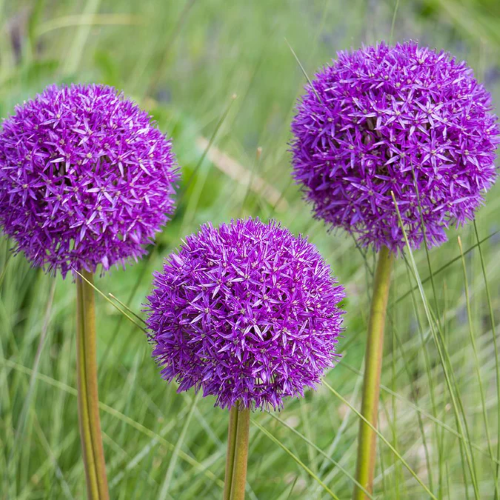 Allium Purple Sensation de vânzare la ghiveci ❤️ FloraPris