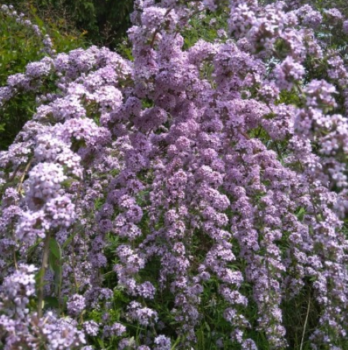 Buddleja Alternifolia de vânzare la ghiveci ❤️ FloraPris