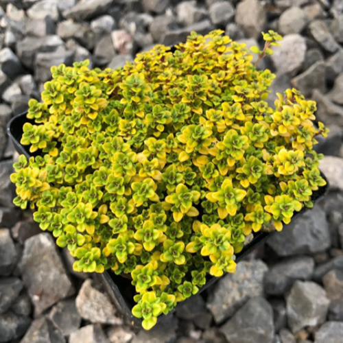 Cimbrișor auriu de vânzare la ghiveci, preț bun ❤️ FloraPris