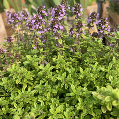 Cimbrișor auriu la ghiveci, preț bun ❤️ FloraPris