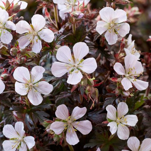 Geranium Black N White (mușcata de grădină) de vanzare, pret bun ❤️ FloraPris