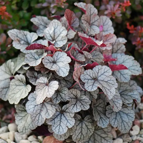 Heuchera Silver Scrolls de vânzare, preț bun ❤️ FloraPris