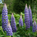 Lupin Persian Slipper de vânzare, preț bun ❤️ FloraPris