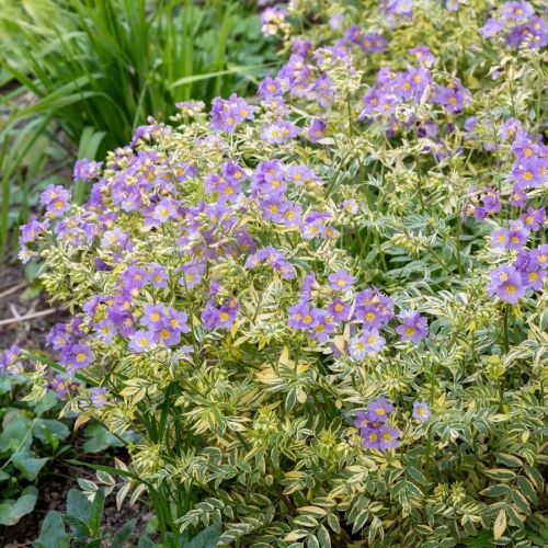 Polemonium Gold Feathers ❤️ FloraPris