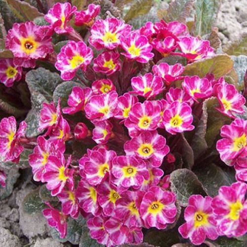 Primula Dark Rosaleen la ghiveci ❤️ FloraPris