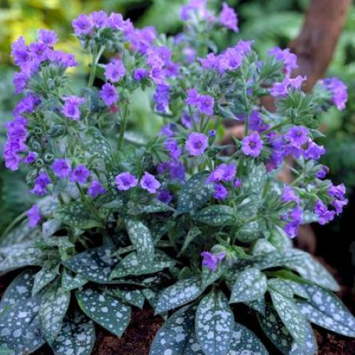 Pulmonaria de vânzare la ghiveci, preț bun. De umbră ❤️ FloraPris