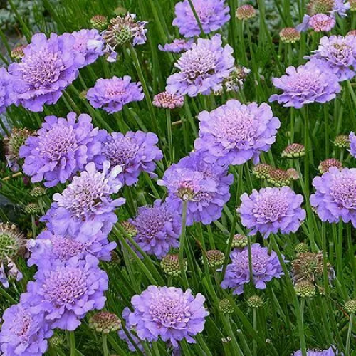 Scabiosa Butterfly Blue de vânzare la ghiveci ❤️ FloraPris