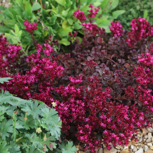 Sedum Spurium Voodoo de vânzare la ghiveci. Preț bun ❤️ FloraPris