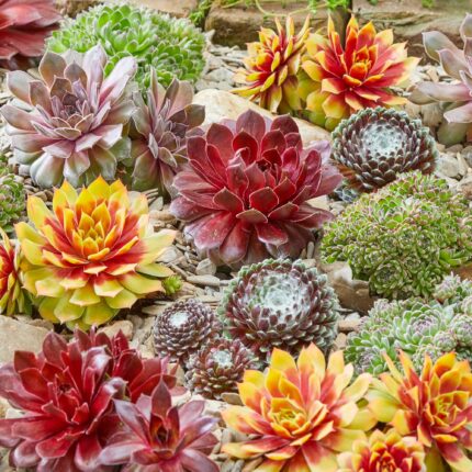 Sempervivum Mix Chick Charms la ghiveci ❤️ FloraPris
