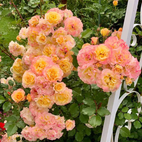 Trandafir floribunda La Villa Cota de vanzare la ghiveci 6l ❤️ FloraPris Trandafir floribunda La Villa Cota de vanzare la ghiveci 6l ❤️ FloraPris