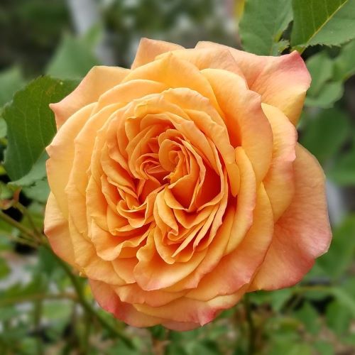 Trandafir floribunda La Villa Cota la ghiveci 6l ❤️ FloraPris Trandafir floribunda La Villa Cota la ghiveci 6l ❤️ FloraPris