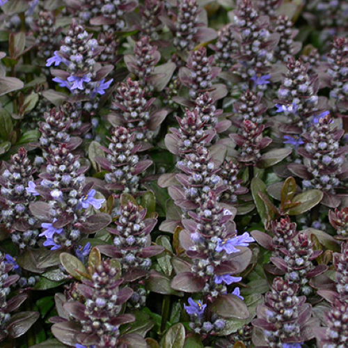 Ajuga Chocolate Chips la ghiveci ❤️ FloraPris