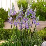 Camassia Leichtlinii Caerulea de vânzare preț bun ❤️ FloraPris