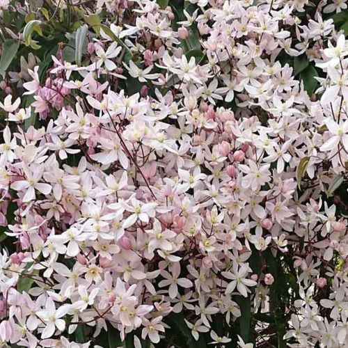 Clematis Apple Blossom la ghiveci de 8l. Parfumată ❤️ FloraPris