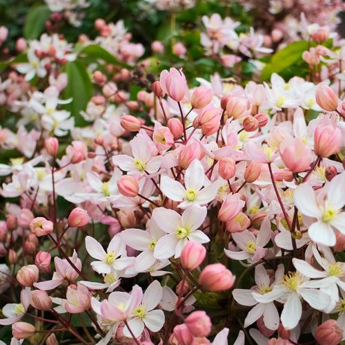 Clematis Apple Blossom la ghiveci. Parfumată, veșnic verde ❤️ FloraPris