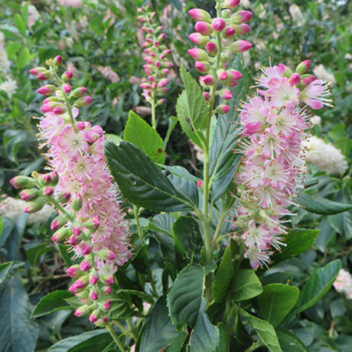 Clethra Rosea de vânzare la ghiveci, preț bun ❤️ FloraPris