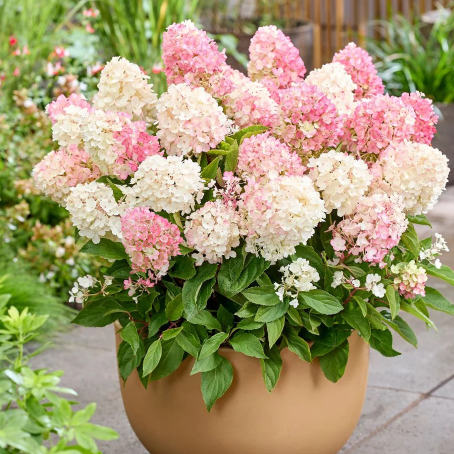 Hortensia paniculata Little Blossom de vanzare în ghiveci. Preț bun ❤️ FloraPris