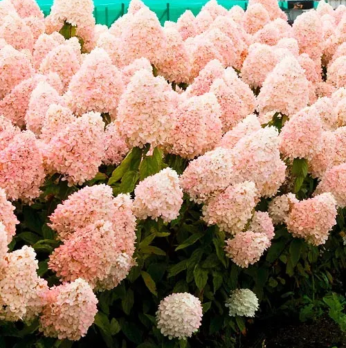 Hortensia paniculata Phantom, în ghiveci 6l ❤️ FloraPris