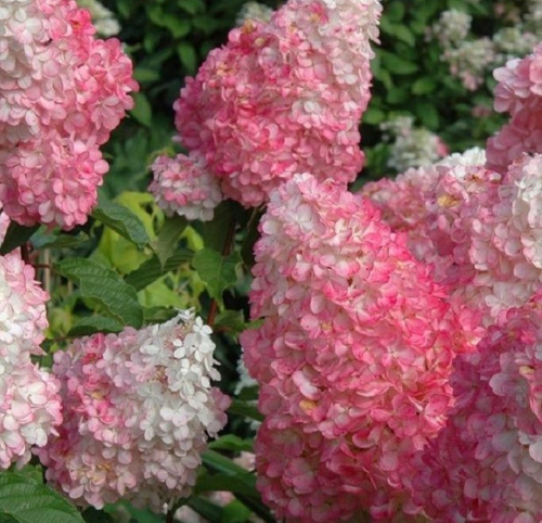 Hortensia paniculata Strawberry Blossom în ghiveci ❤️ FloraPris