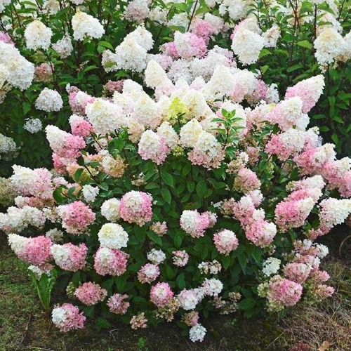 Hortensia paniculata Summer Love în ghiveci 6l ❤️ FloraPris