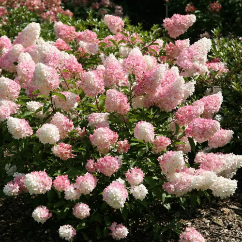 Hortensia paniculata Vanille Fraise în ghiveci 6l ❤️ FloraPris