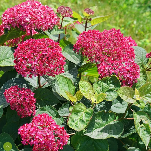 Hortensie arborescentă Sorbet, în ghiveci 6l. Preț bun ❤️ FloraPris