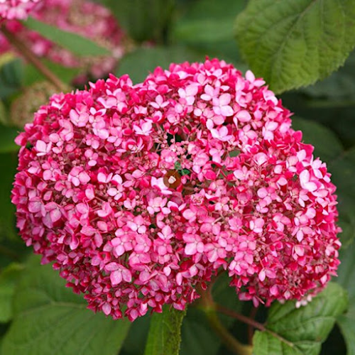 Hortensie arborescentă Sorbet, în ghiveci. Preț bun ❤️ FloraPris