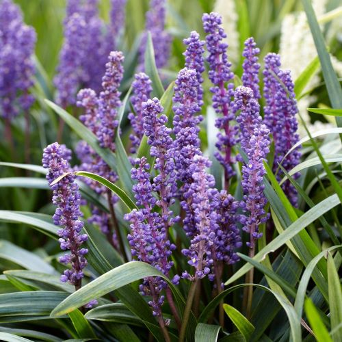 Liriope Big Blue Muscari de vânzare la ghiveci, preț bun ❤️ FloraPris