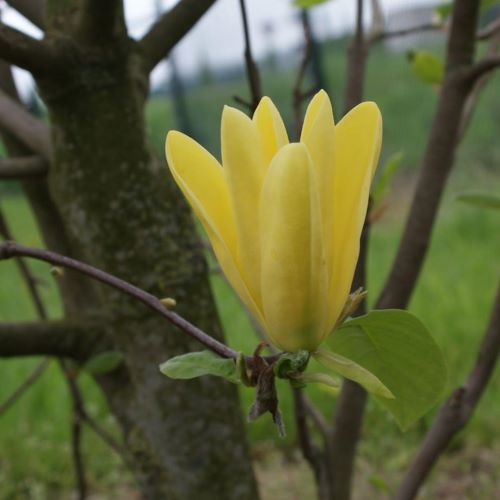 Magnolia galbenă Daphne de vanzare la ghiveci, 150-180 cm, preț bun ❤️ FloraPris
