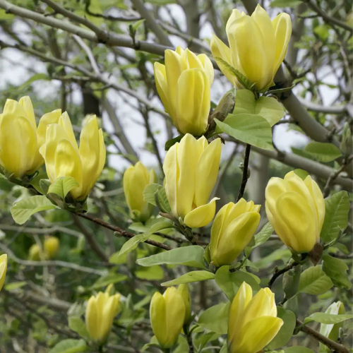Magnolia galbenă Daphne la ghiveci, 150-180 cm ❤️ FloraPris