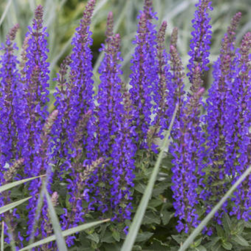 Salvia Rianne la ghiveci preț bun ❤️ FloraPris