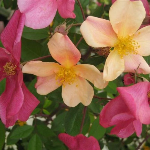 Trandafir urcător Mutabilis Chinensis la ghiveci 6l ❤️ FloraPris
