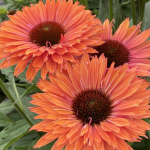 Echinacea Orange de vânzare cu preț bun ❤️ FloraPris