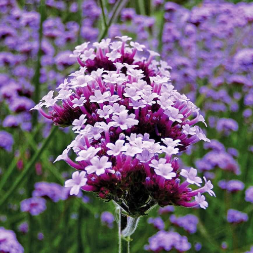Verbena Lollipop de vanzare în ghiveci cu preț bun ❤️ FloraPris