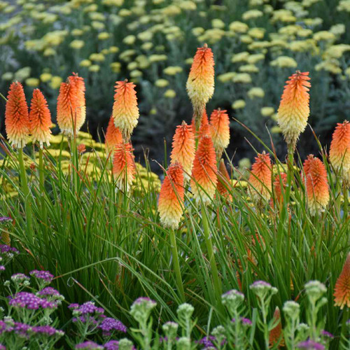 Kniphofia Fire Dance Yellow de vânzare la ghiveci, preț bun ❤️ FloraPris