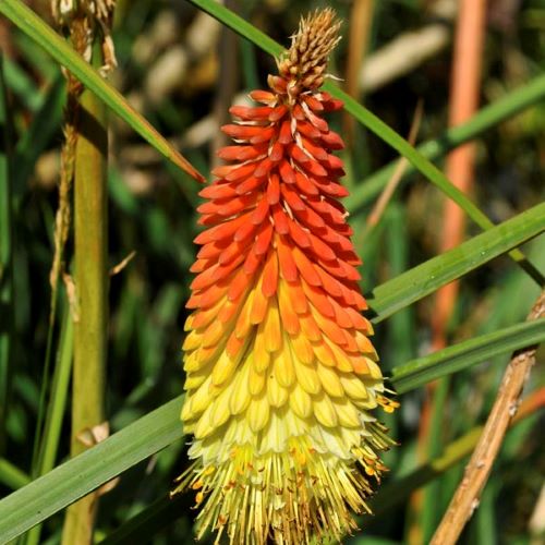 Kniphofia Fire Dance Yellow de vânzare la ghiveci ❤️ FloraPris