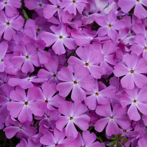 Phlox Phlox Rose Bouquet la ghiveci cu pret bun ❤️ FloraPris