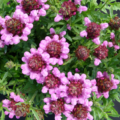 Prunella Summer Daze de vânzare la ghiveci ❤️ FloraPris