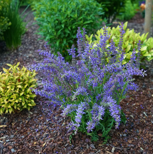 Salvia Feathers Peacock de vânzare la ghiveci preț bun ❤️ FloraPris