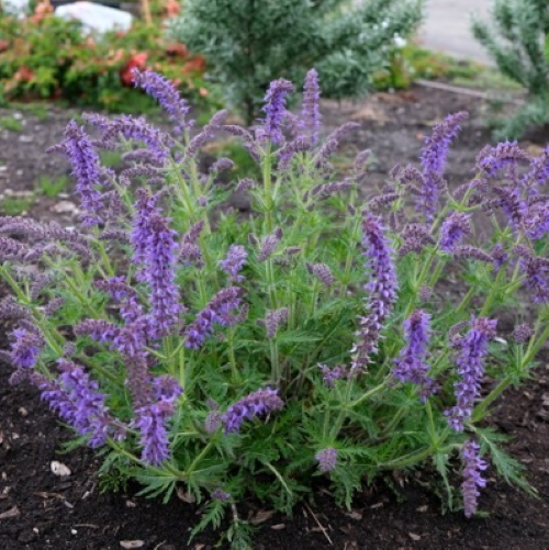 Salvia Feathers Peacock la ghiveci preț bun ❤️ FloraPris